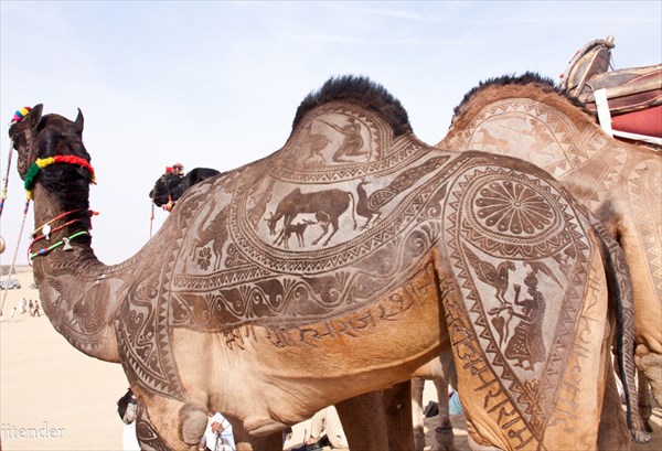 Bikaner Camel festival